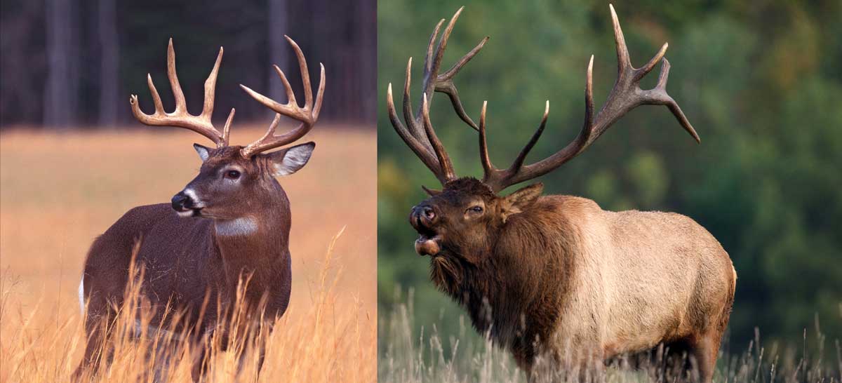 Is Elk Venison?